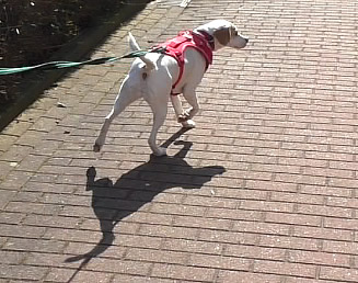 Suchhund