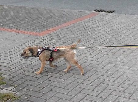 Suchhund